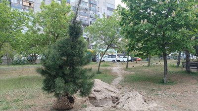 "Дерево – життя громади": в Миколаєві висадили понад 35 дерев