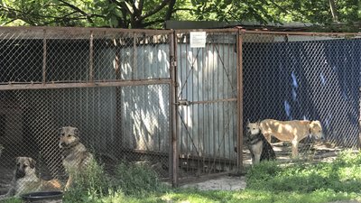 У Полтаві влаштують толоку на пункті перетримки безпритульних тварин