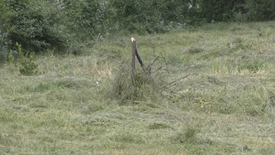У запорізькому парку Яланського вирубали 20 дерев У запорізькому парку Яланського вирубали 20 дерев
