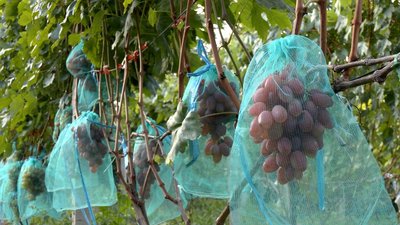 Виноград на ділянці родини Степанкевичів у селі Гайове на Вінниччині