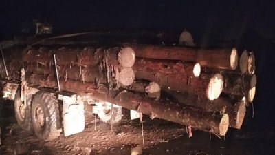 Незаконну порубку лісу виявили закарпатські правоохоронці на Міжгірщині