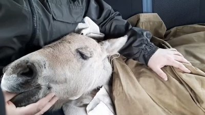 У Чорнобилі зі згарища врятували лоша Пржевальського. СУСПІЛЬНЕ | ВІДЕОНОВИНИ