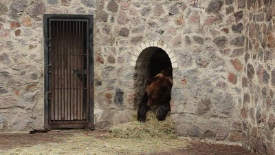 У Харківському зоопарку показали, як ведмеді готувалися до зимової сплячки У Харківському зоопарку показали, як ведмеді готувалися до зимової сплячки