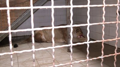 Понад 30 років годує хижаків: історія працівниці Рівненського зоопарку Понад 30 років годує хижаків: історія працівниці Рівненського зоопарку
