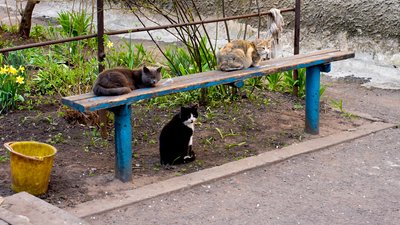 Коти, прифронтовий Нью-Йорк, Донецька область Коти, прифронтовий Нью-Йорк, Донецька область