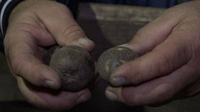 Картопля «Чорний либідь». Картопля «Чорний либідь».