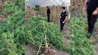 На Запоріжжі жінка вирощувала коноплю в огірках