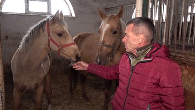 врятовані коні харків авдіївка 22 листопада врятовані коні харків авдіївка 22 листопада