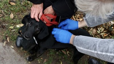 Песику роблять щеплення