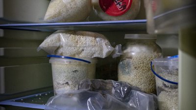 Кілограм — 30 тисяч гривень. У Чернівецькій області чоловік вирощує білі та чорні трюфелі Кілограм — 30 тисяч гривень. У Чернівецькій області чоловік вирощує білі та чорні трюфелі
