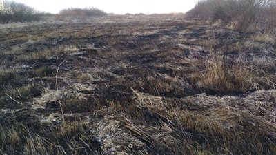 Очевидці розповіли про наслідки пожежі на лузі в Луцьку Очевидці розповіли про наслідки пожежі на лузі в Луцьку