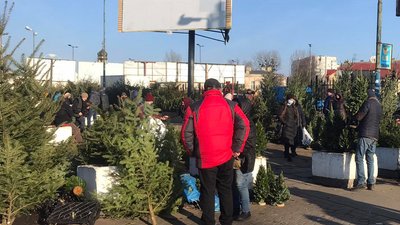 На Львівщині екоінспекція конфіскувала 11 хвойних дерев