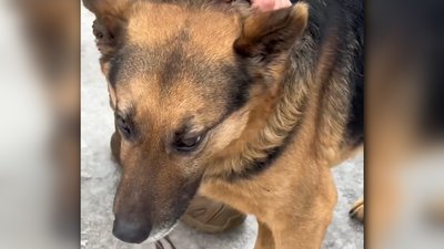 Пса Павловича, який жив на позиціях, та кота від військових із Костянтинівки евакуювали волонтери