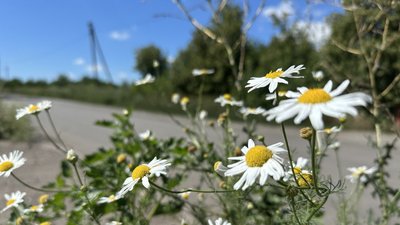 Ромашки квітнуть у Привіллі на Донеччині 19 липня 2026 року