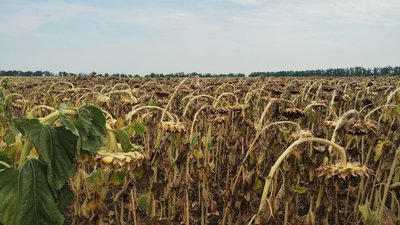 На Кіровоградщині розпочали збирати соняшник. Який урожай і що на нього вплинуло На Кіровоградщині розпочали збирати соняшник. Який урожай і що на нього вплинуло