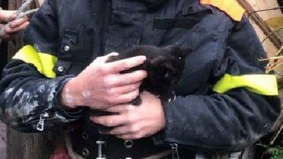 На Волині з 15-метрової криниці витягли кошеня