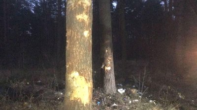 Рівненщина: авто врізалося у дерева, водій загинув, а пасажири – тяжко травмовані Рівненщина: авто врізалося у дерева, водій загинув, а пасажири – тяжко травмовані