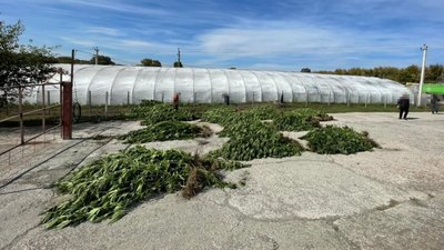 коноплі, теплиця, наркотики