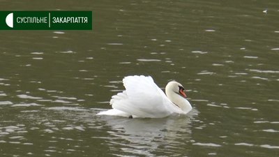 Лебеді-шипуни гніздяться на Закарпатті Лебеді-шипуни гніздяться на Закарпатті