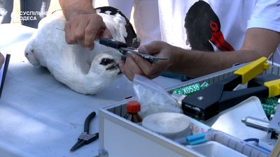 Аби відстежувати у різних куточках світу: на Одещині кільцювали білих лелек Аби відстежувати у різних куточках світу: на Одещині кільцювали білих лелек
