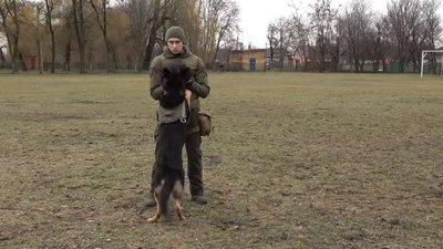 собачки собачки