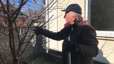 природа, екологія, обрізка, дерево, сад, плодові дерева, садівник природа, екологія, обрізка, дерево, сад, плодові дерева, садівник