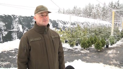 Житомирське лісництво підготувало для продажу дві тисячі ялинок Житомирське лісництво підготувало для продажу дві тисячі ялинок