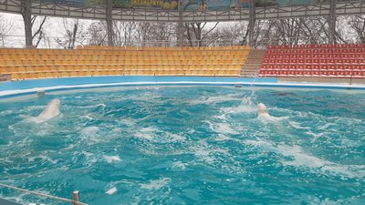До Харківського дельфінарію повертаються дельфіни, яких евакуювали до Одеси через російські обстріли До Харківського дельфінарію повертаються дельфіни, яких евакуювали до Одеси через російські обстріли