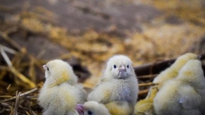 Врятовані курчата