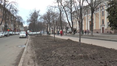 Дерева, які висадили біля театру Гоголя Дерева, які висадили біля театру Гоголя