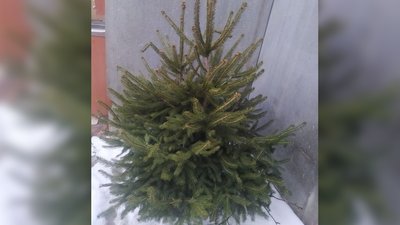 Як виглядають ялинки мешканців Сумщини за 30 км від кордону з РФ Як виглядають ялинки мешканців Сумщини за 30 км від кордону з РФ