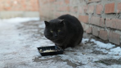 Як допомогти тваринам у морози: поради волонтерів та ветлікарів Сумщини