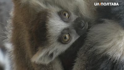 Четверо котячих лемурів народилися в екопарку в Ковалівці Полтавського району