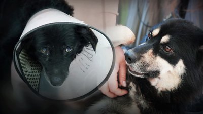Історія порятунку двох чотирилапих із прифронтових громад на Запоріжжі