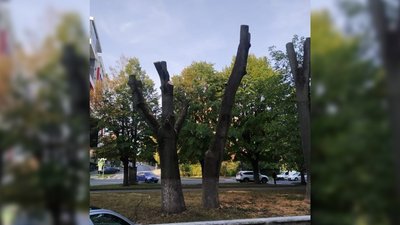 За неправильно обрізане дерево у Чернівцях оштрафували підприємця За неправильно обрізане дерево у Чернівцях оштрафували підприємця