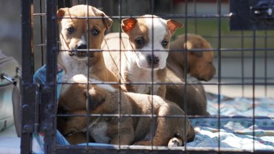 Собаки з Миколаївщини та Херсонщини шукали дім на виставці у Миколаєві Собаки з Миколаївщини та Херсонщини шукали дім на виставці у Миколаєві