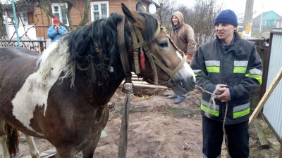 На Рівненщині врятували коня, який провалився в яму На Рівненщині врятували коня, який провалився в яму