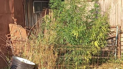 На Житомирщині виявили теплицю з коноплею На Житомирщині виявили теплицю з коноплею