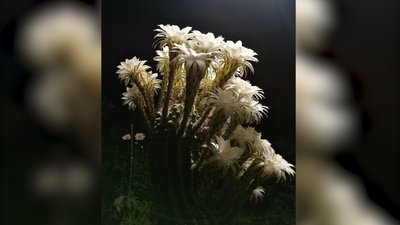 46 квіток на кактусі. Франківець поділився секретами догляду 46 квіток на кактусі. Франківець поділився секретами догляду