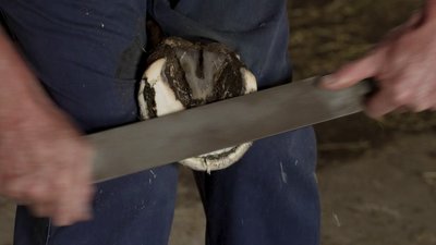 "Люблю-люблю цих коней": 45 років розчищає та підковує копита майстер з Рівненщини "Люблю-люблю цих коней": 45 років розчищає та підковує копита майстер з Рівненщини