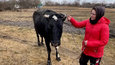 Розводить та тренує собак-пошуківців: як жителька Криму, яка переїхала на Чернігівщину, розпочала власну справу Розводить та тренує собак-пошуківців: як жителька Криму, яка переїхала на Чернігівщину, розпочала власну справу
