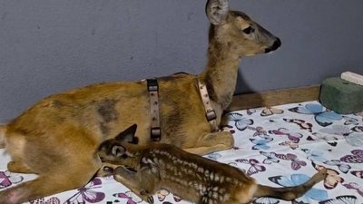 Косуля Анна, яку торік врятували у Запорізькому районі, стала мамою