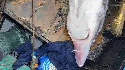 На Одещині браконьєри виловили 150-кілограмову білугу, що йшла на нерест На Одещині браконьєри виловили 150-кілограмову білугу, що йшла на нерест