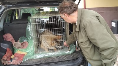 Як лікують вовчицю Петру із Галицького нацпарку