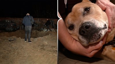Удар по центру Крок до тварин: які наслідки та як почуваються тварини
