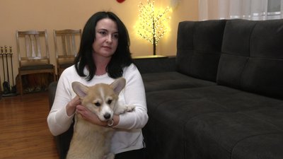 "Для любові, для ласки вони створені": сім'я з Рівненщини розводить собак породи коргі "Для любові, для ласки вони створені": сім'я з Рівненщини розводить собак породи коргі