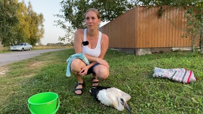 П’ять днів у гнізді без води та їжі: на Чернігівщині врятували лелеченя, яке не може літати П’ять днів у гнізді без води та їжі: на Чернігівщині врятували лелеченя, яке не може літати