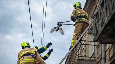 Голуб заплутався у дротах Одеса