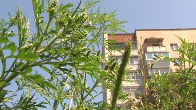 Амброзія Амброзія