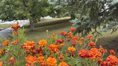 Чорнобривці у Новодністровську